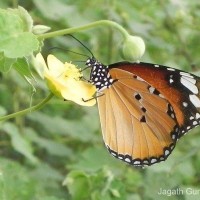 Danaus chrysippus Linnaeus, 1758